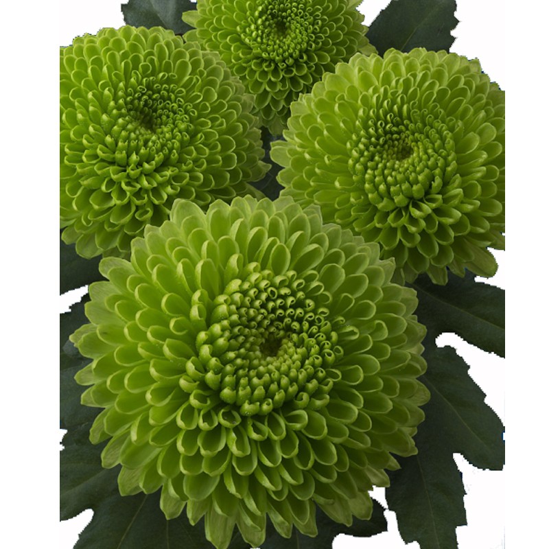 CRISANTEMO CODE GREEN (10x12 plantas) Agroteibe