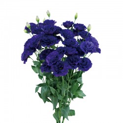 LISIANTUS CELEB 1 BLUE  (8x12 plantas)