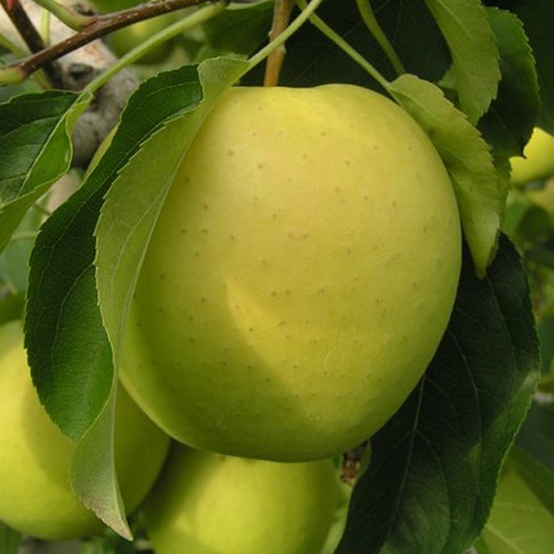 MANZANO GOLDEN DELICIOUS (maceta 25 cm) Agroteibe