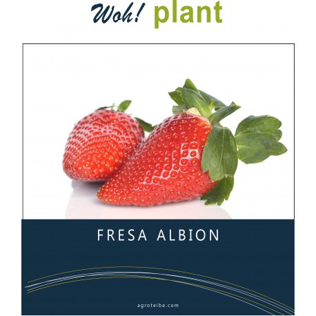 Woh! plant - Fresa