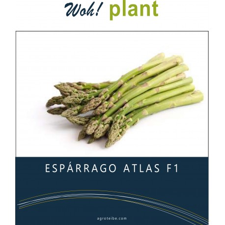 woh! plant - Espárrago