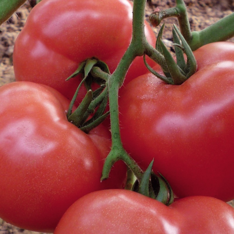 Семена томатов феня